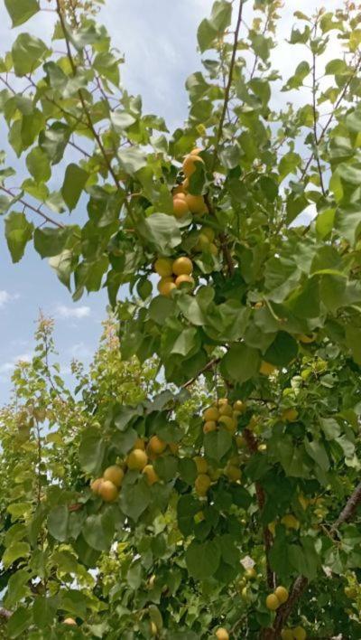 Corinth Aνεξάρτητη Παραδοσιακή Πέτρινη Κατοικία מראה חיצוני תמונה
