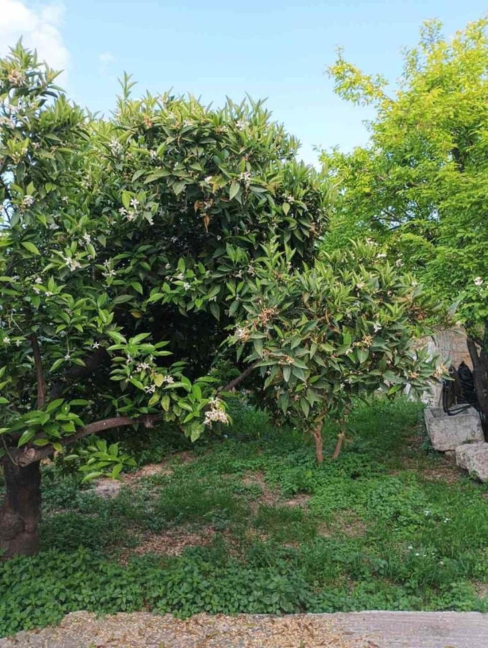 Corinth Aνεξάρτητη Παραδοσιακή Πέτρινη Κατοικία מראה חיצוני תמונה